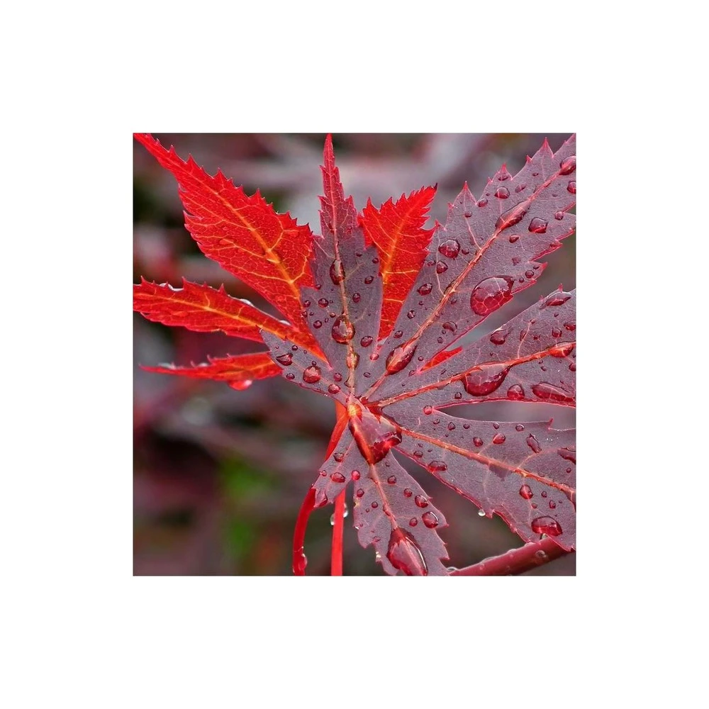 Érable Palmé Palmatum Bloodgood/pot De 4l - 60/120 Cm 2 Érable Palmé Palmatum Bloodgood/pot De 4l - 60/120 Cm – Image 2