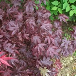 Érable Palmé Palmatum Bloodgood/pot De 4l - 60/120 Cm 10 Érable Palmé Palmatum Bloodgood/pot De 4l - 60/120 Cm -Emerald Soldes 63ed2de25e1110.83003604