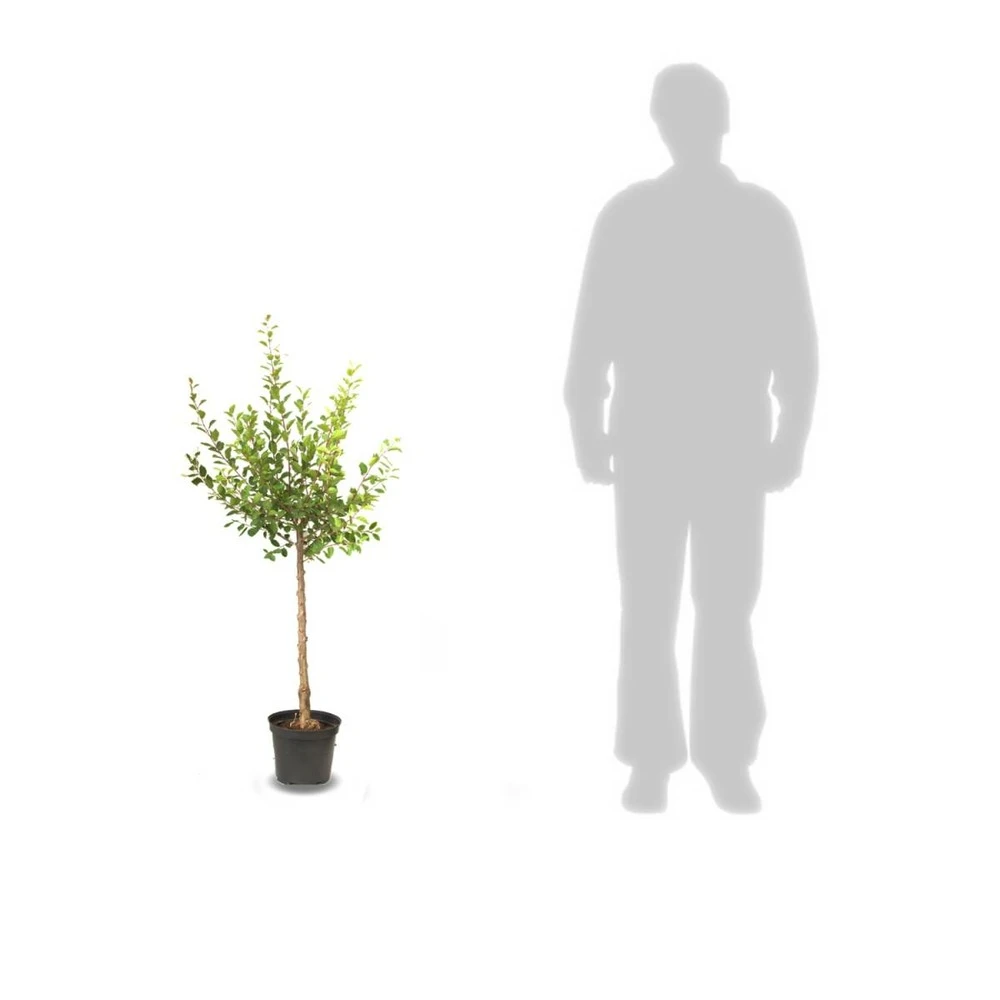 Pommier Pumila Reinette Clochard/pot De 10l - Gobelet 2 Ans 3 Pommier Pumila Reinette Clochard/pot De 10l - Gobelet 2 Ans – Image 3