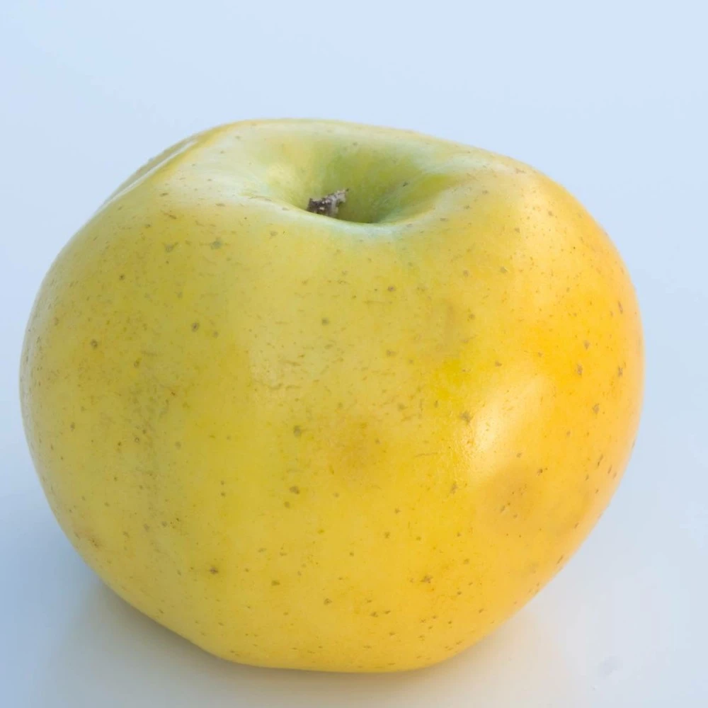 Pommier Pumila Reinette Clochard/pot De 10l - Gobelet 2 Ans 1 Pommier Pumila Reinette Clochard/pot De 10l - Gobelet 2 Ans