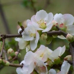 Cognassier Du Japon Speciosa Nivalis/pot De 3l - 20/40 Cm