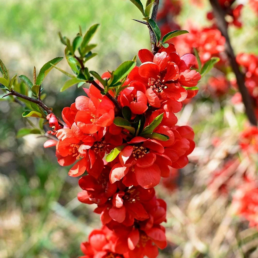 Cognassier Du Japon Mango Storm® 'mincha01'/pot De 3l - 20/40 Cm 1 Cognassier Du Japon Mango Storm® 'mincha01'/pot De 3l - 20/40 Cm