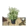 Osmanthe Heterophyllus/pot De 7,5l - 60/80 Cm