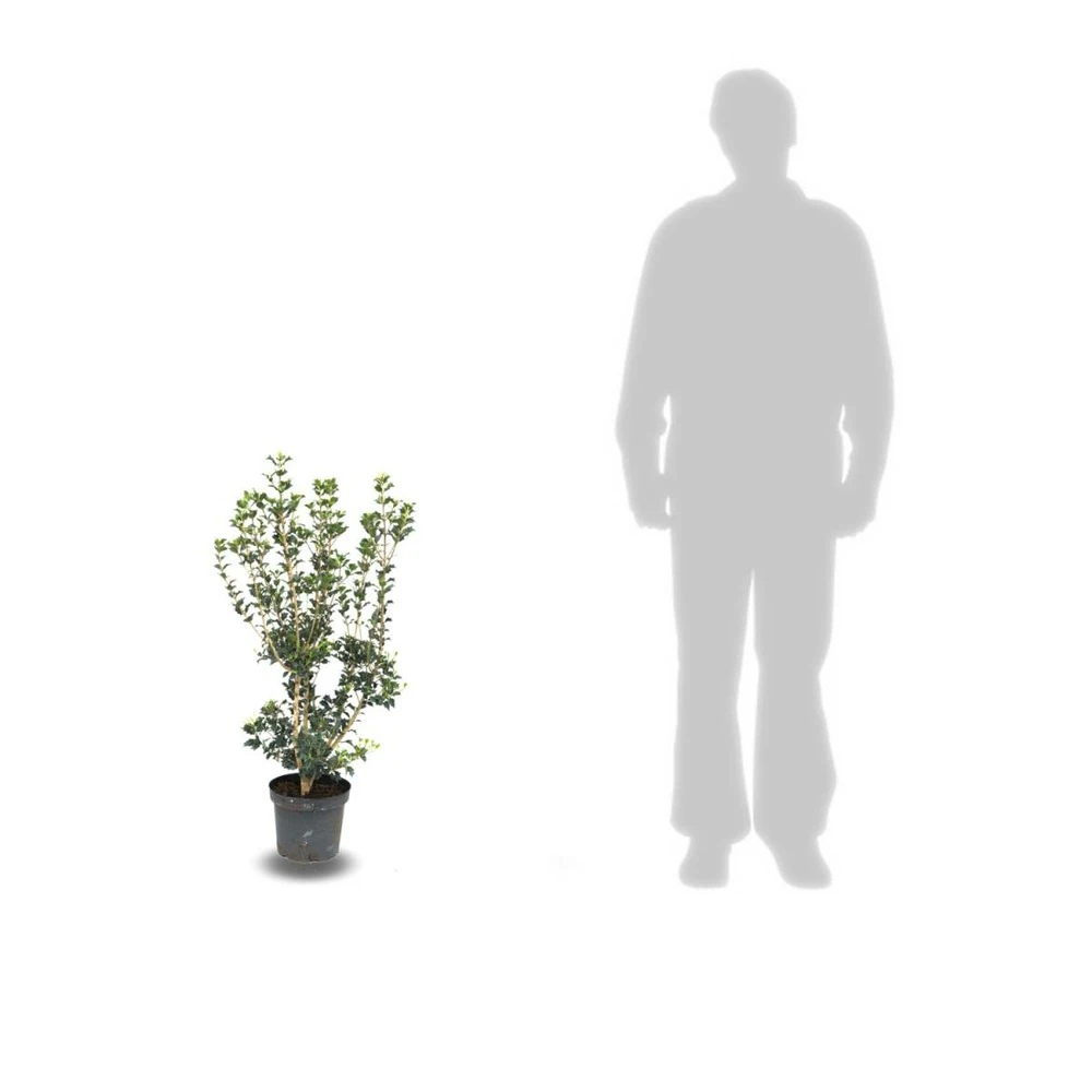 Osmanthe Heterophyllus/pot De 7,5l - 60/80 Cm 2 Osmanthe Heterophyllus/pot De 7,5l - 60/80 Cm – Image 2