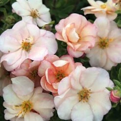 Potentille Fruticosa Double Punch® Cream 'mincrero01'/pot De 1,5l - Tuteur Bambou 30/60 Cm