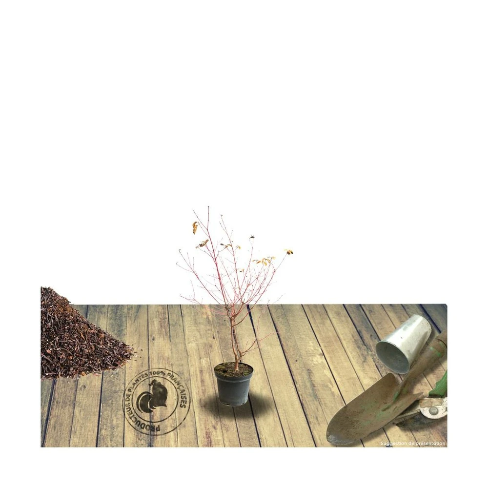 Cornouiller Blanc Alba Elegantissima/pot De 4l - 40/60 Cm 1 Cornouiller Blanc Alba Elegantissima/pot De 4l - 40/60 Cm