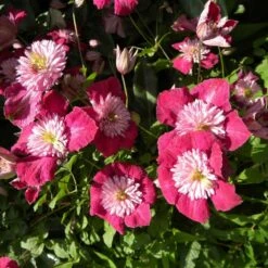 Clématite Viticella Avant Garde™ 'evipo033'/godet.