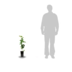 Vigne Vierge Quinquefolia Murorum/pot De 1,5l - Tuteur Bambou 30/60 Cm -Emerald Soldes 63ed44fee66b07.66423796