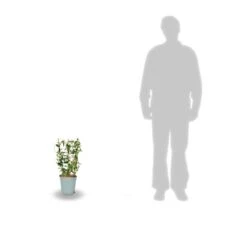 Jasmin étoilé Asiaticum Pink Showers®/pot Déco De 4,6l - Echelle 60 Cm 5 Jasmin étoilé Asiaticum Pink Showers®/pot Déco De 4,6l - Echelle 60 Cm -Emerald Soldes 63ed450fc66427.08737740