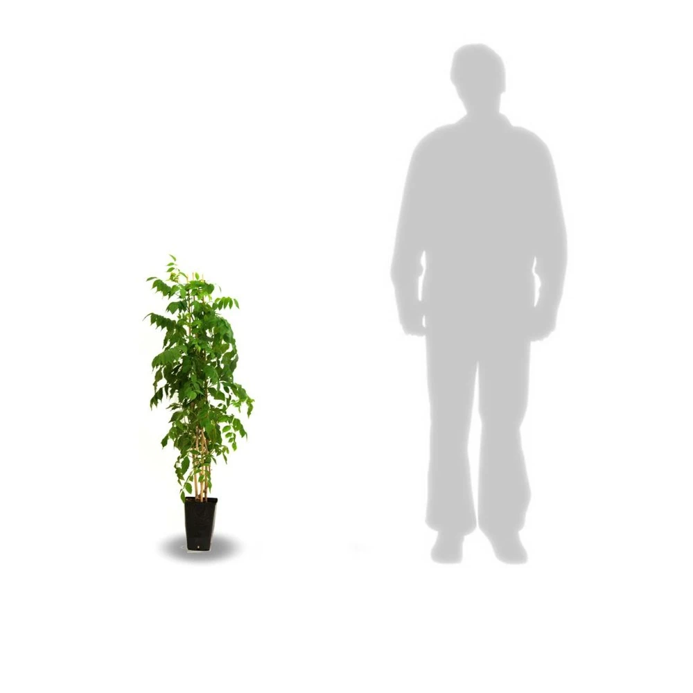 Glycine De Chine Sinensis Caroline/pot De 3l - Echelle Bambou 60/120 Cm 3 Glycine De Chine Sinensis Caroline/pot De 3l - Echelle Bambou 60/120 Cm – Image 3