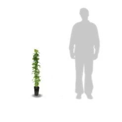 Clématite Viticella John Howells® 'zojohnhowells'/pot De 3l - Echelle Bambou 60/120 Cm -Emerald Soldes 63ed45e0200346.01372998