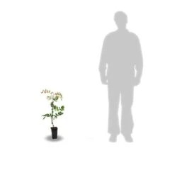 Glycine Soyeuse Venusta/pot De 1,5l - Tuteur Bambou 30/60 Cm -Emerald Soldes 63ed465f4f3b37.19069855