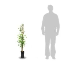 Jasmin Blanc Officinale/pot De 3l - Echelle Bambou 60/120 Cm -Emerald Soldes 63ed46ecabc502.91203662