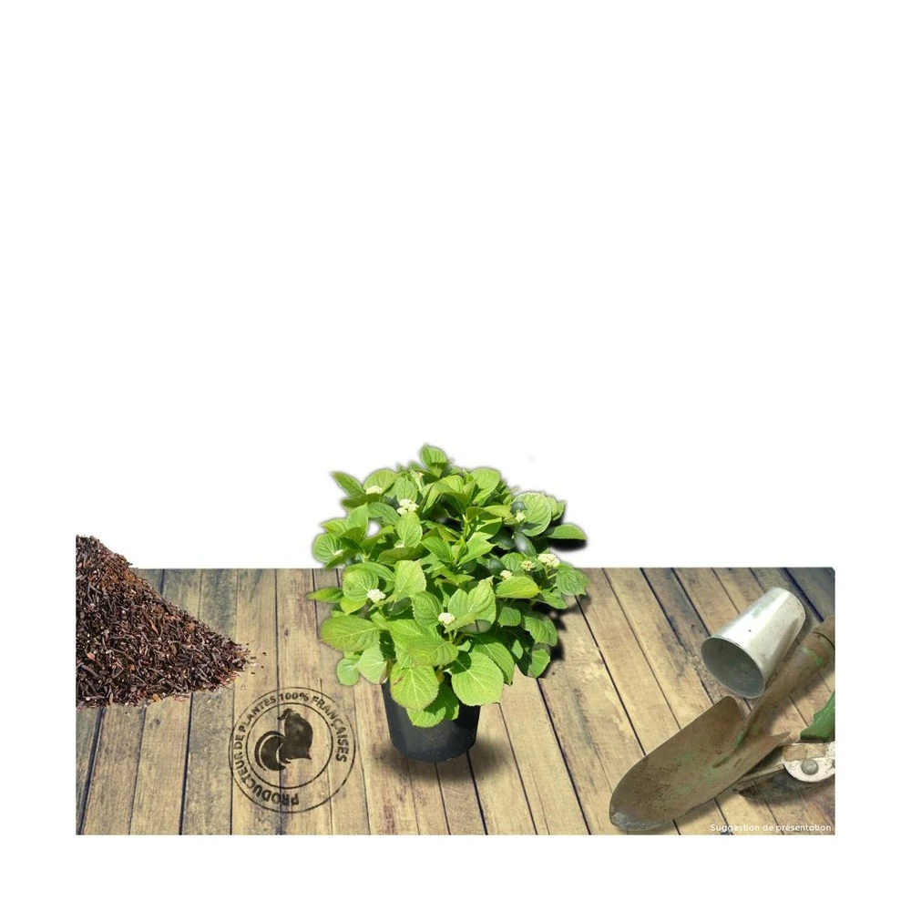 Hortensia Macrophylla Leuchtfeuer/pot De 3l - 20/40 Cm 2 Hortensia Macrophylla Leuchtfeuer/pot De 3l - 20/40 Cm – Image 2