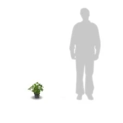 Hortensia Macrophylla Leuchtfeuer/pot De 3l - 20/40 Cm 5 Hortensia Macrophylla Leuchtfeuer/pot De 3l - 20/40 Cm -Emerald Soldes 63ed4918a19602.32274856