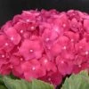 Hortensia Macrophylla Leuchtfeuer/pot De 3l - 20/40 Cm
