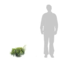 Faux Cyprès Pisifera Sungold/pot De 5l - 40/60 Cm 5 Faux Cyprès Pisifera Sungold/pot De 5l - 40/60 Cm -Emerald Soldes 63ed4c190cca06.54404568