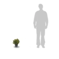 Emerald Soldes -Emerald Soldes 63ed4cb178f362.24692101