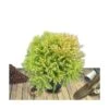 Cèdre Du Japon Japonica Globosa Nana/pot De 12l - 50/60 Cm
