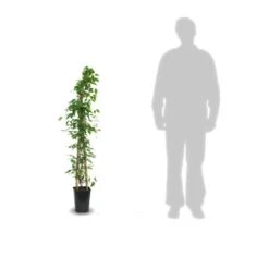 Clématite Armandii Snowdrift/pot De 6l - Tipi Bambou 90/150 Cm -Emerald Soldes 63ed526f6af959.88319790