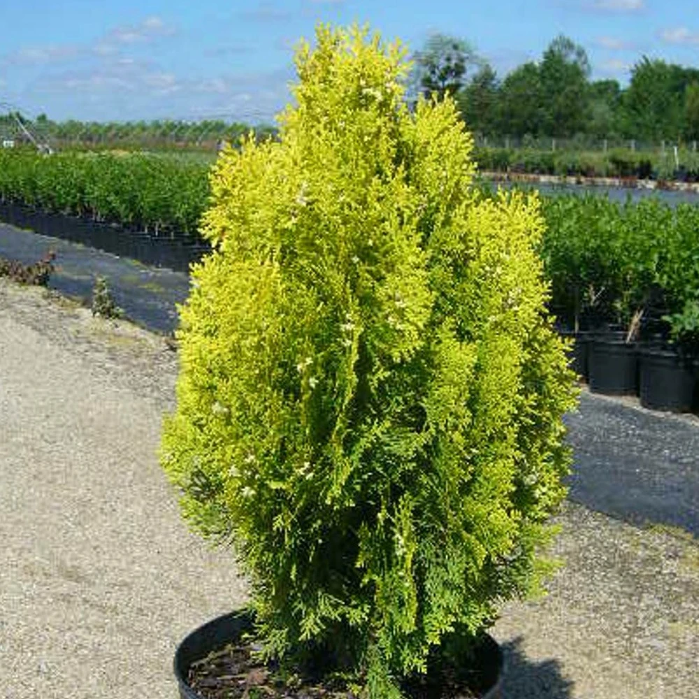 Thuya Du Canada Orientalis Semperaurea/pot De 12l - 50/60 Cm 1 Thuya Du Canada Orientalis Semperaurea/pot De 12l - 50/60 Cm