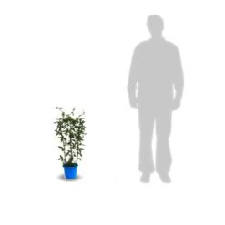 Passiflore Caerulea Purple Haze/pot De 1,5l - Tuteur Bambou 30/60 Cm -Emerald Soldes 63efe61c706ac4.21778598