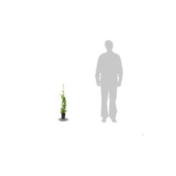 Chèvrefeuille Periclymenum Serotina/pot De 1,5l - Tuteur Bambou 30/60 Cm -Emerald Soldes 63efe6562eac30.15111862