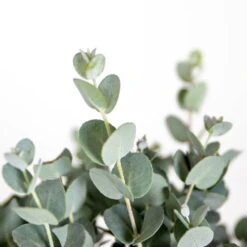 2x Eucalyptus Gunnii - Gommier - Arbuste - Persistant – ⌀17 Cm - ↕40-50 Cm -Emerald Soldes 63f3b93fa1eaf6.27824930