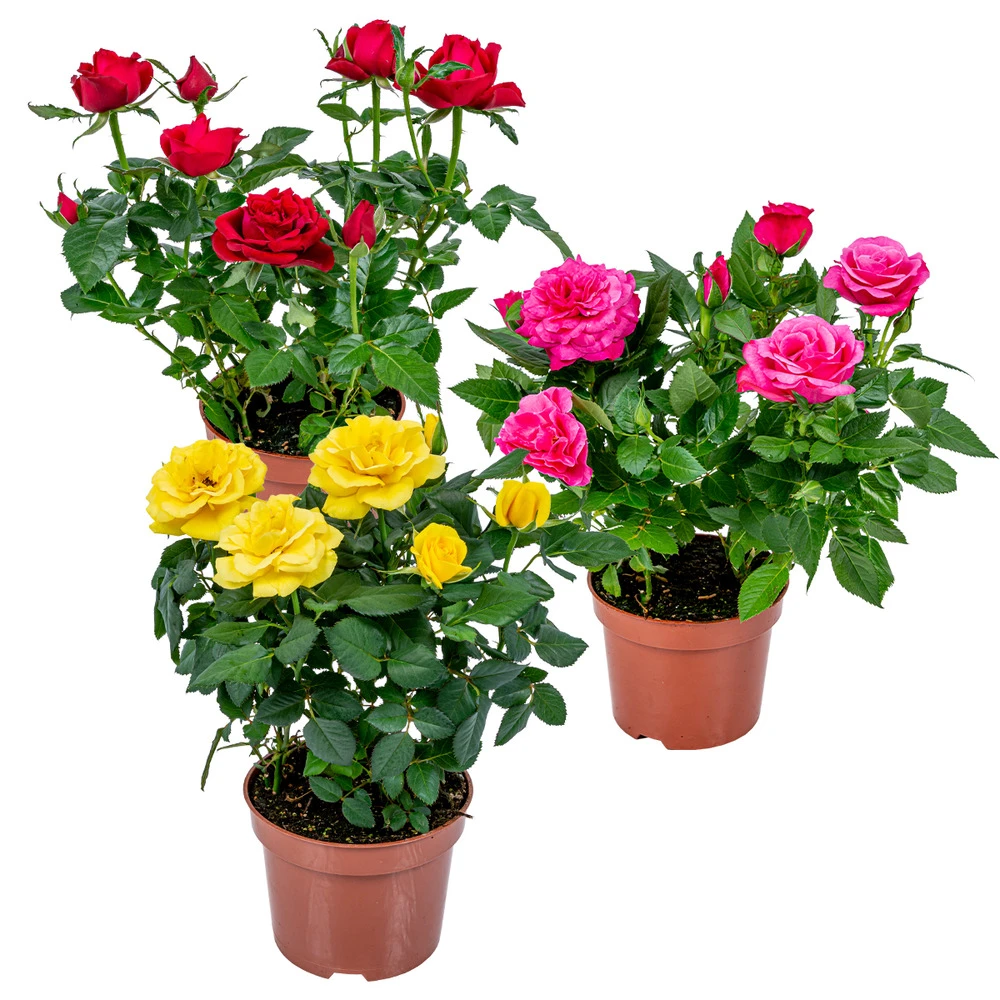 3x Mélange De Rosiers En Pot – Rosa – Patio & Plante D'intérieur – ⌀12cm – ↕20-30cm 1 3x Mélange De Rosiers En Pot – Rosa – Patio & Plante D'intérieur – ⌀12cm – ↕20-30cm