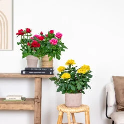 3x Mélange De Rosiers En Pot – Rosa – Patio & Plante D'intérieur – ⌀12cm – ↕20-30cm 7 3x Mélange De Rosiers En Pot – Rosa – Patio & Plante D'intérieur – ⌀12cm – ↕20-30cm -Emerald Soldes 63f3b946bd22a2.84993476