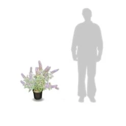 Arbre Aux Papillons Davidii Lochinch/pot De 7,5l - 60/80 Cm -Emerald Soldes 63f4b609315102.48815059