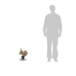 Hortensia Paniculata Kyushu/pot De 7,5l - 60/80 Cm 6 Hortensia Paniculata Kyushu/pot De 7,5l - 60/80 Cm -Emerald Soldes 63f4b6ab5f1a62.13133312