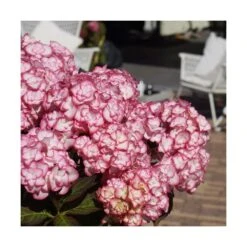 Hortensia You&me® Miss Saori 'h2002'/pot De 4l - 40/60 Cm 7 Hortensia You&me® Miss Saori 'h2002'/pot De 4l - 40/60 Cm -Emerald Soldes 63f4b9c53c8568.04580778