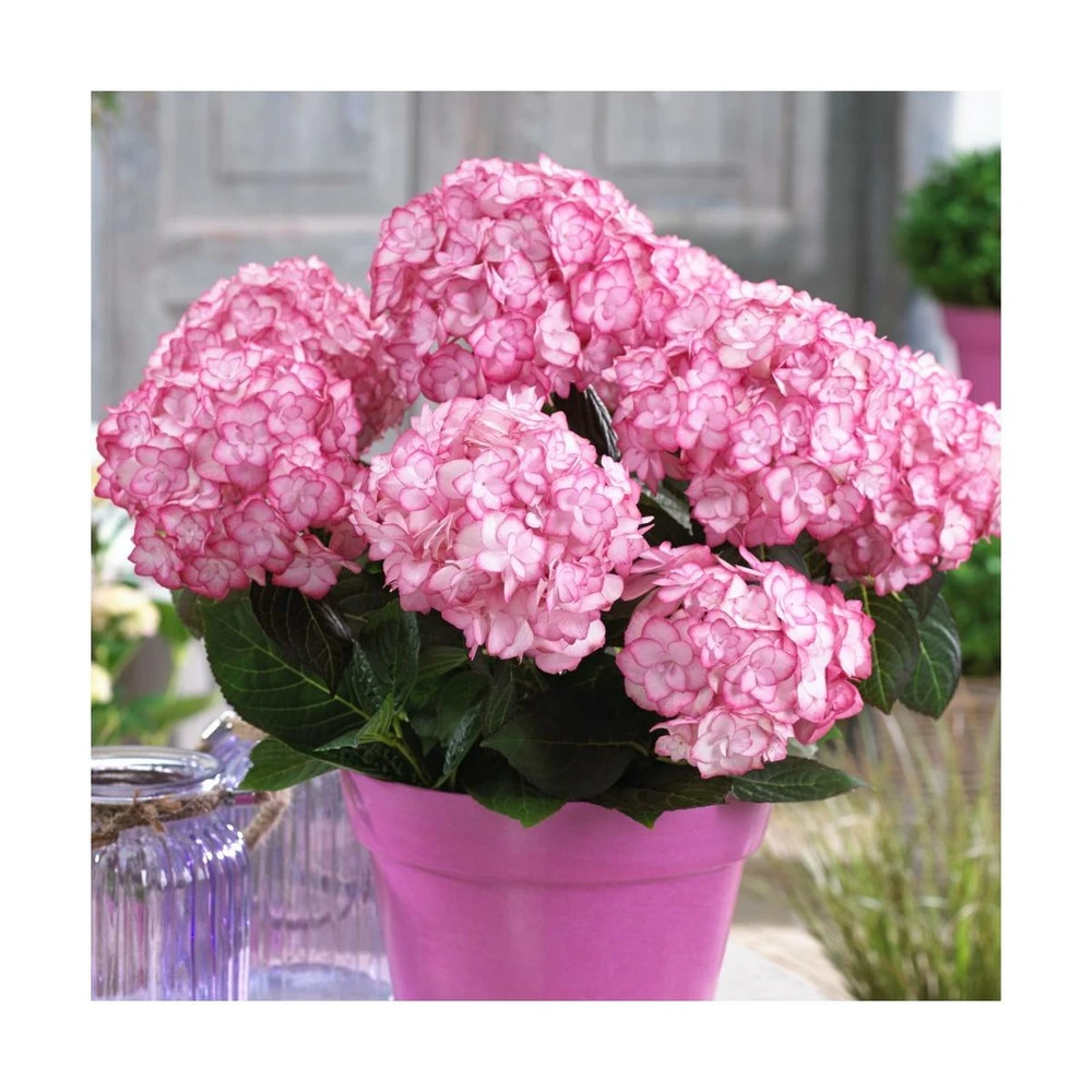 Hortensia You&me® Miss Saori 'h2002'/pot De 4l - 40/60 Cm 1 Hortensia You&me® Miss Saori 'h2002'/pot De 4l - 40/60 Cm