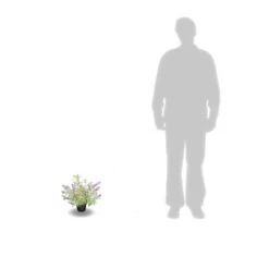 Arbre Aux Papillons Davidii Empire Blue/pot De 3l - 20/40 Cm 5 Arbre Aux Papillons Davidii Empire Blue/pot De 3l - 20/40 Cm -Emerald Soldes 63f4b9e5634402.74822085