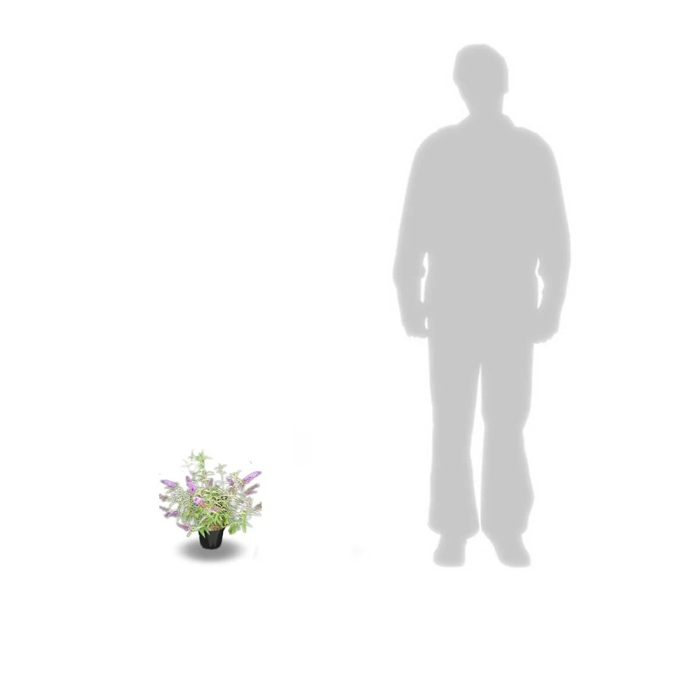 Arbre Aux Papillons Davidii Empire Blue/pot De 3l - 20/40 Cm 3 Arbre Aux Papillons Davidii Empire Blue/pot De 3l - 20/40 Cm – Image 3