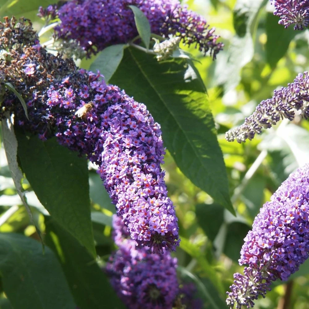 Arbre Aux Papillons Davidii Empire Blue/pot De 3l - 20/40 Cm 1 Arbre Aux Papillons Davidii Empire Blue/pot De 3l - 20/40 Cm