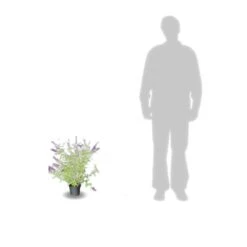 Arbre Aux Papillons Davidii Black Knight/pot De 4l - 40/60 Cm 5 Arbre Aux Papillons Davidii Black Knight/pot De 4l - 40/60 Cm -Emerald Soldes 63f4b9ebbeb436.52219515