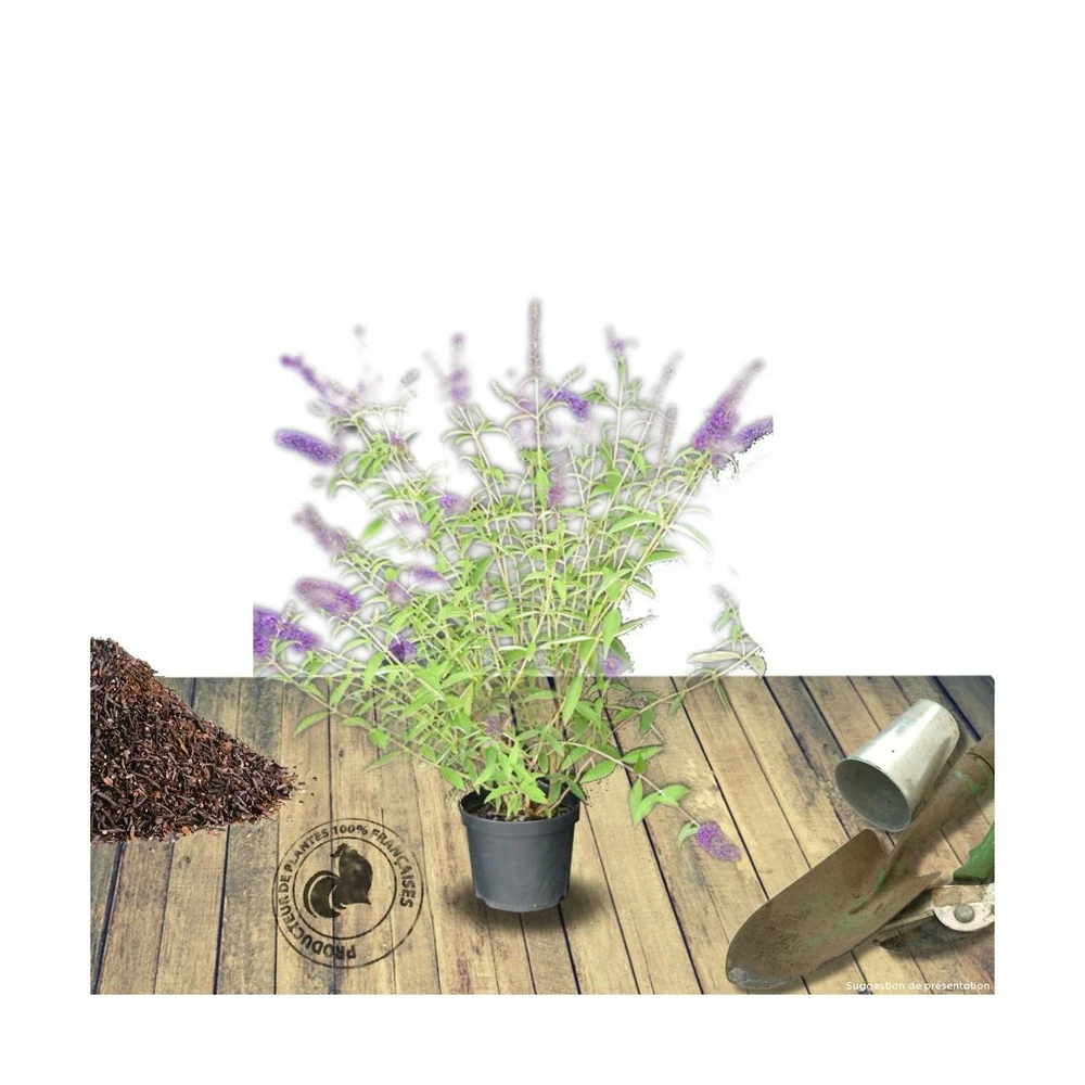 Arbre Aux Papillons Davidii Black Knight/pot De 4l - 40/60 Cm 2 Arbre Aux Papillons Davidii Black Knight/pot De 4l - 40/60 Cm – Image 2