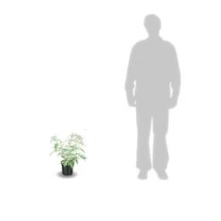 Arbre Aux Papillons Davidii White Profusion/pot De 4l - 40/60 Cm 5 Arbre Aux Papillons Davidii White Profusion/pot De 4l - 40/60 Cm -Emerald Soldes 63f4b9ee688be0.68061999