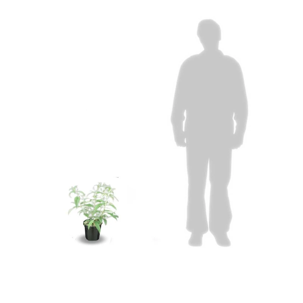 Arbre Aux Papillons Davidii White Profusion/pot De 4l - 40/60 Cm 3 Arbre Aux Papillons Davidii White Profusion/pot De 4l - 40/60 Cm – Image 3