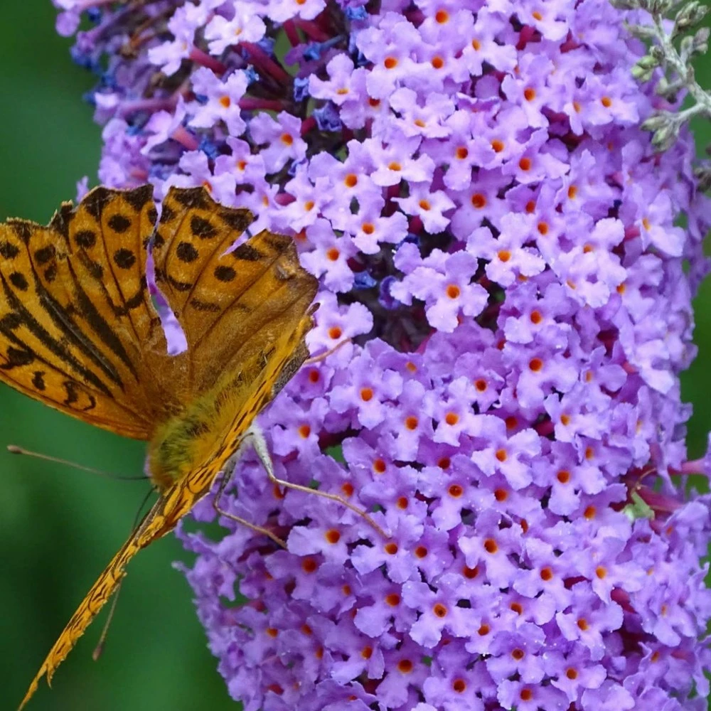 Arbre Aux Papillons Davidii Nanho Blue/pot De 3 L - 40/50 Cm 1 Arbre Aux Papillons Davidii Nanho Blue/pot De 3 L - 40/50 Cm