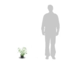 Arbre Aux Papillons Davidii Nanho Blue/pot De 3 L - 40/50 Cm 5 Arbre Aux Papillons Davidii Nanho Blue/pot De 3 L - 40/50 Cm -Emerald Soldes 63f4b9fa3ae501.28215871