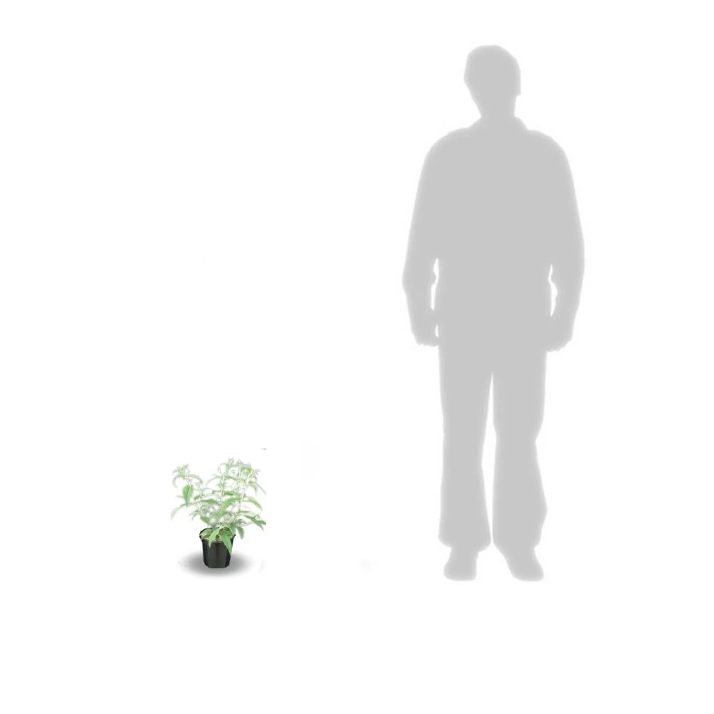 Arbre Aux Papillons Davidii Nanho Blue/pot De 3 L - 40/50 Cm 3 Arbre Aux Papillons Davidii Nanho Blue/pot De 3 L - 40/50 Cm – Image 3