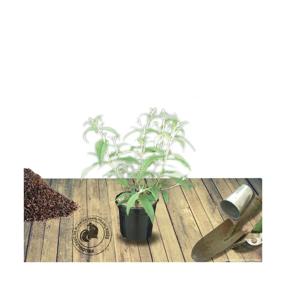 Arbre Aux Papillons Davidii Nanho Blue/pot De 3 L - 40/50 Cm 2 Arbre Aux Papillons Davidii Nanho Blue/pot De 3 L - 40/50 Cm – Image 2