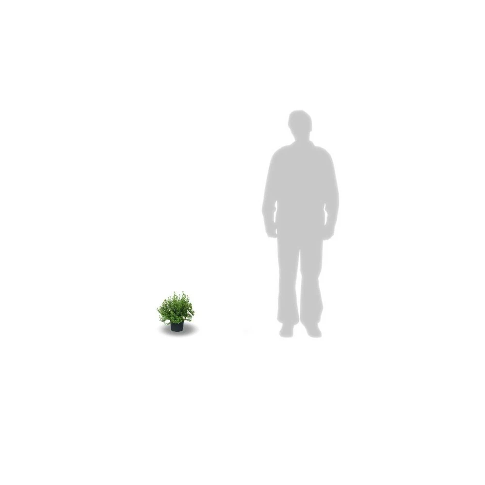 Potentille Fruticosa Red Ace/pot De 3l - 40/60 Cm 2 Potentille Fruticosa Red Ace/pot De 3l - 40/60 Cm – Image 2