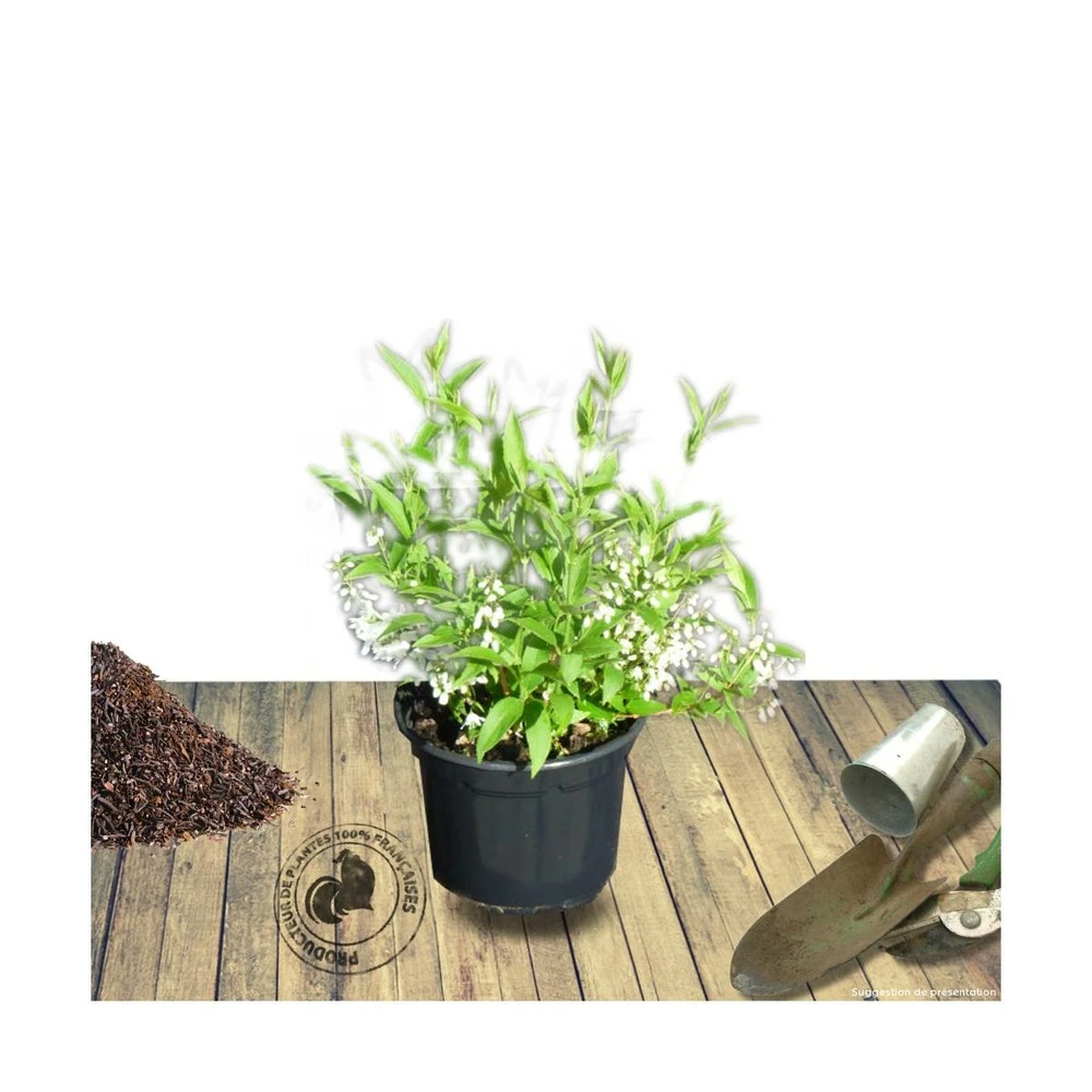 Deutzie X Hybrida Yuki Cherry Blossom® 'ncdx2'/pot De 4l - 20/40 Cm 1 Deutzie X Hybrida Yuki Cherry Blossom® 'ncdx2'/pot De 4l - 20/40 Cm