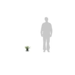 Ceanothe Thyrsiflorus Var. Repens/pot De 3l - 20/40 Cm -Emerald Soldes 63f4ba30bc1119.95430862