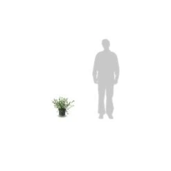 Ceanothe Pallidus Marie Simon/pot De 7,5l - 40/60 Cm -Emerald Soldes 63f4ba37e83027.14538344