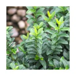 Fusain Du Japon Japonicus Microphyllus/pot De 3l - 40/60 Cm -Emerald Soldes 63f4ba3ed3ed38.51589505